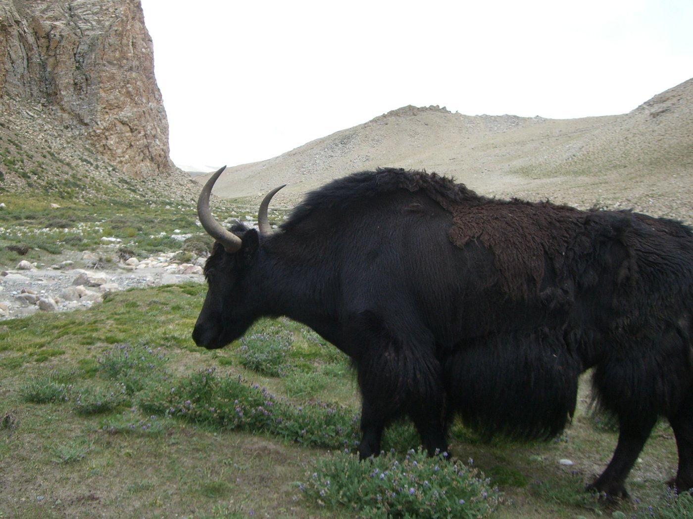 Un yak sur le plateau tibétain